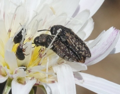Anambodera nebulosa