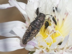 Anambodera nebulosa