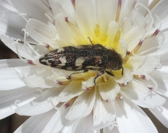 Acmaeodera hepburnii