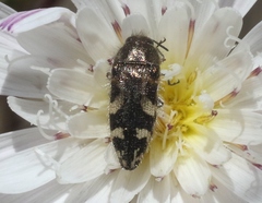 Acmaeodera hepburnii