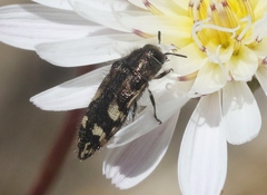 Acmaeodera hepburnii