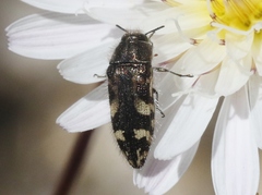 Acmaeodera hepburnii