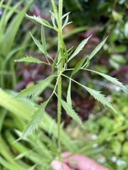 Cicuta virosa
