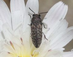 Anambodera nebulosa