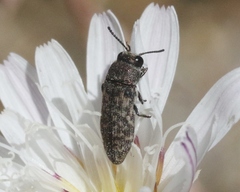 Anambodera nebulosa