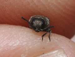 Anambodera nebulosa