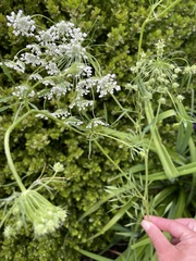 Cicuta virosa