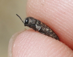Anambodera nebulosa