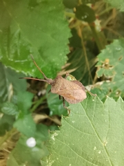 Coreus marginatus