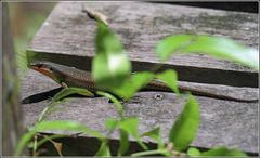 Eutropis rudis