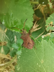 Coreus marginatus