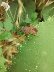 Coreus marginatus