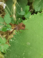 Coreus marginatus