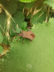 Coreus marginatus