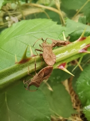 Coreus marginatus