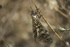 Palpares libelluloides