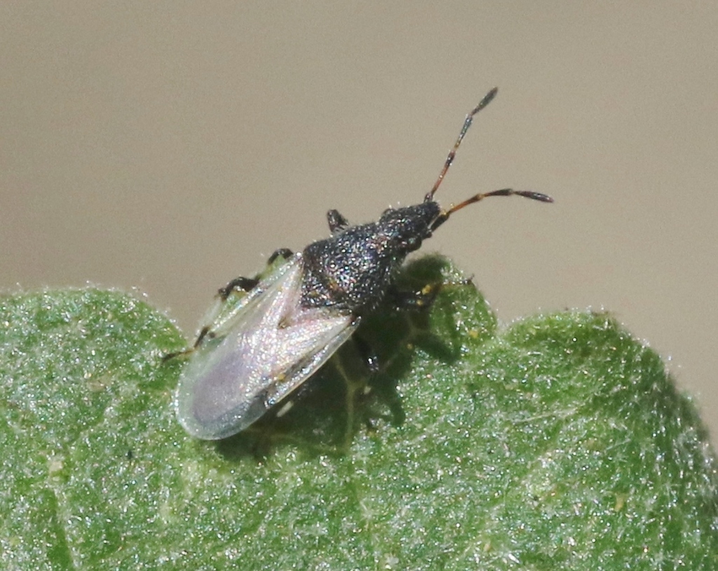 Oxycarenidae