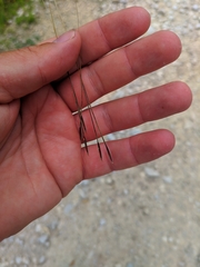 Stipa juncea