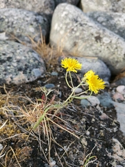 Crepis nigrescens