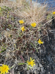 Crepis nigrescens