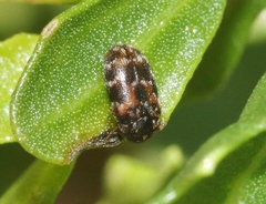 Trogoderma sternale