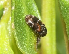 Trogoderma sternale