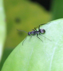 Camponotus parius
