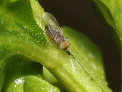 Anagyrus