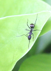 Camponotus parius