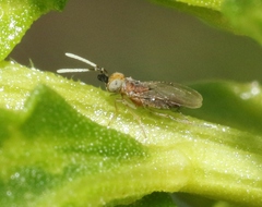Anagyrus