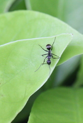 Camponotus parius