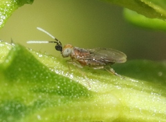 Anagyrus