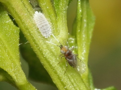Anagyrus