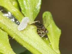 Anagyrus