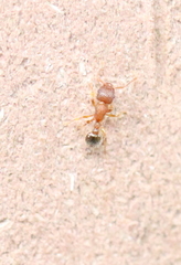 Tetramorium lanuginosum