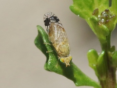 Plaumannimyia flava