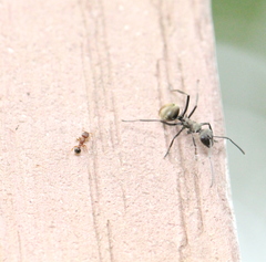 Tetramorium lanuginosum