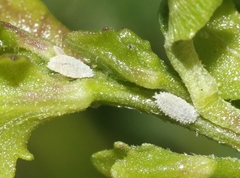 Phenacoccus peruvianus