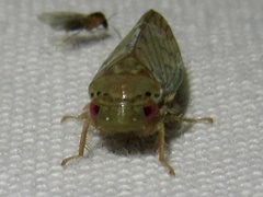 Polana quadrinotata