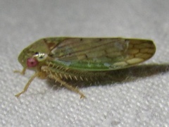 Polana quadrinotata