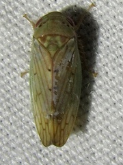 Polana quadrinotata