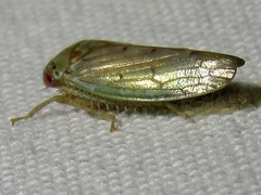 Polana quadrinotata