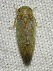 Polana quadrinotata