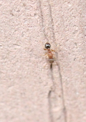 Tetramorium lanuginosum