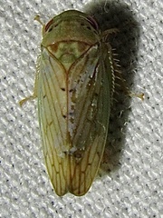 Polana quadrinotata