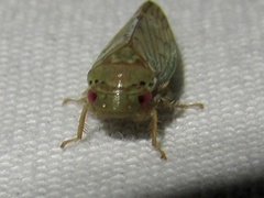 Polana quadrinotata