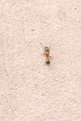 Tetramorium lanuginosum