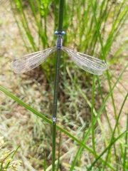 Lestes malabaricus