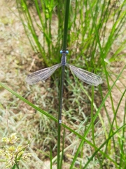 Lestes malabaricus