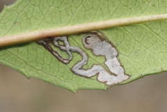 Stigmella heteromelis